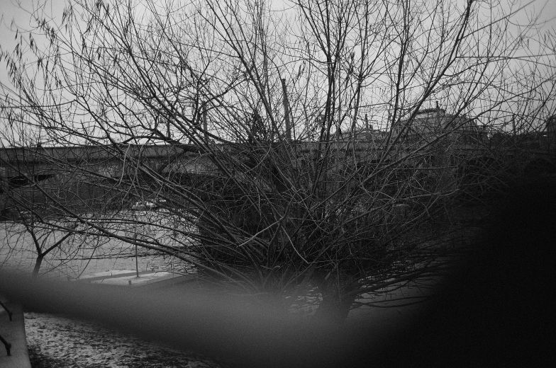 Black-and-white photograph of bare branches above a riverbank, intact.