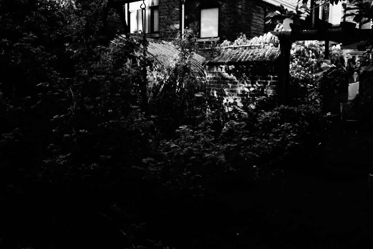 A garden at night, brick façades behind the foliage.