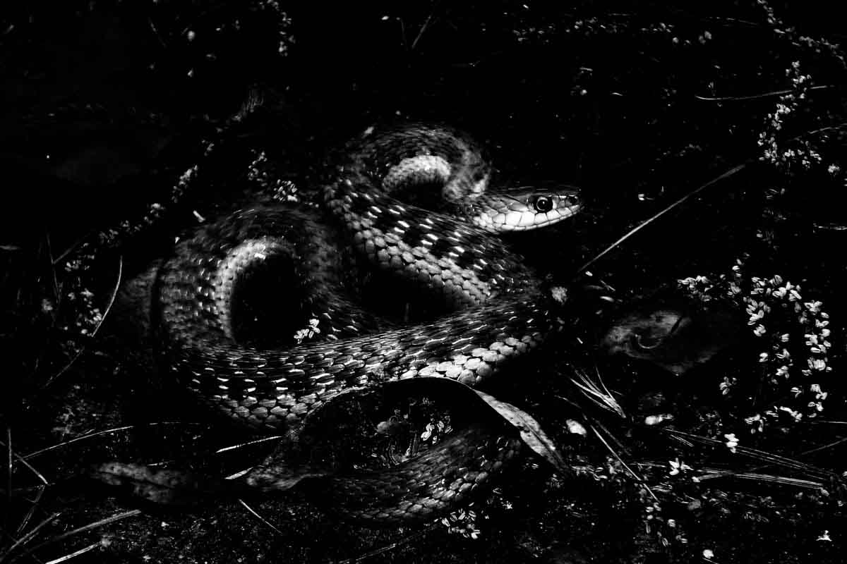 A snake coiled among leaves.