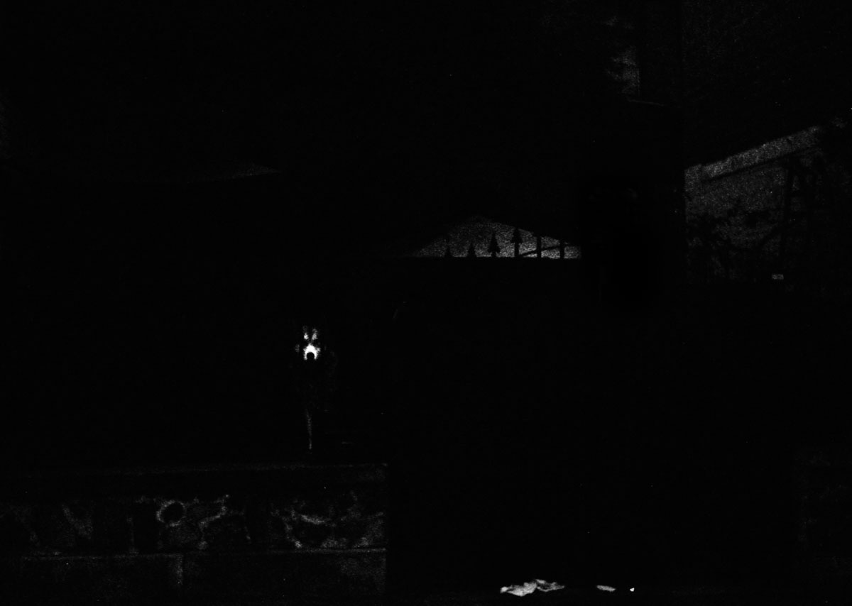 A wolfdog behind a railing, in the dark: only its eyes and muzzle catch the light.