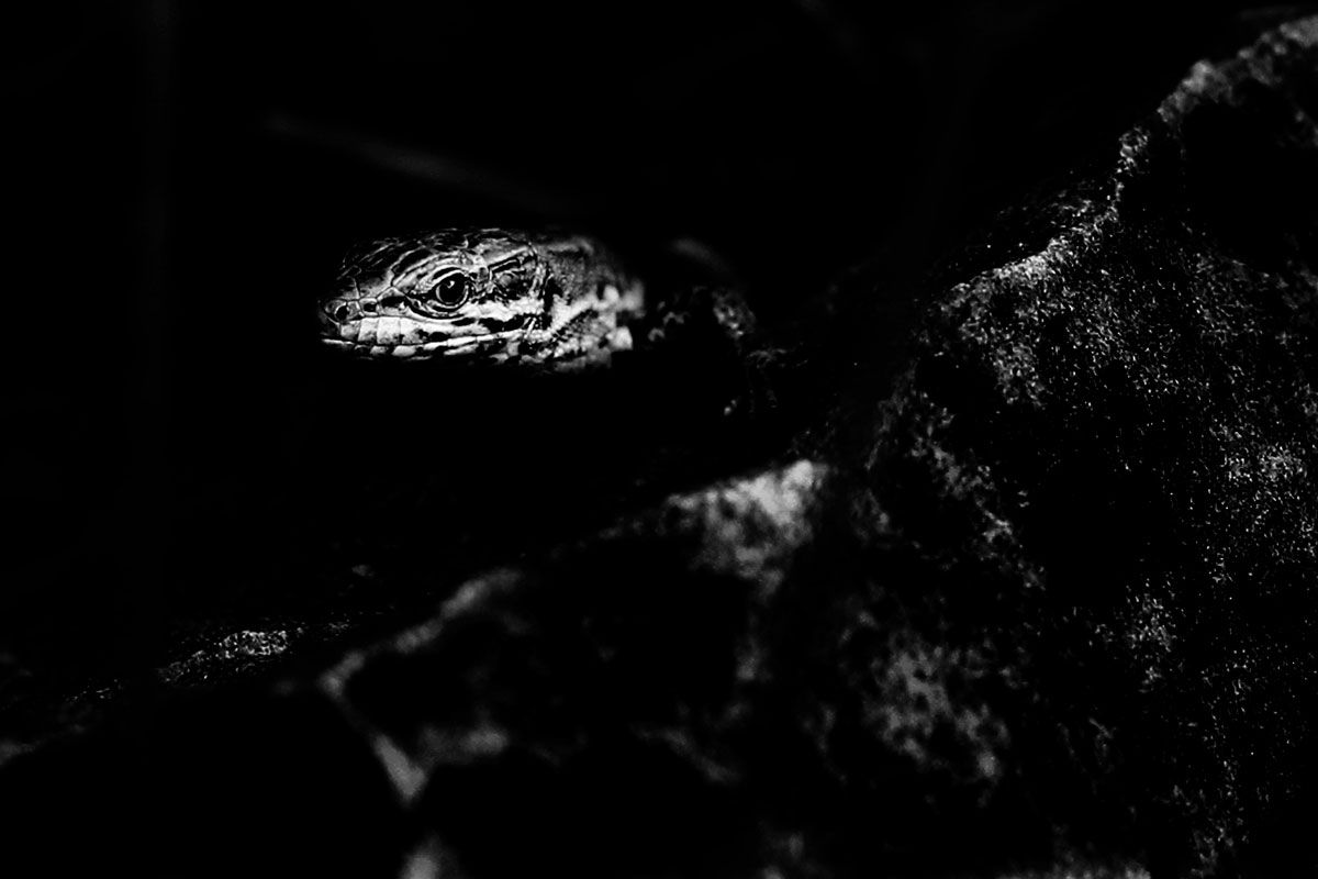 A motionless lizard between two stones, the eye alone sharply lit.